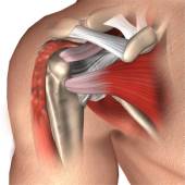 Proximal Biceps Tenodesis Los Angeles  Shoulder Joint Replacement Anaheim,  Los Angeles CA